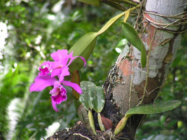 Orchidee: la leggenda e la vera storia di Mr Cattley a confronto