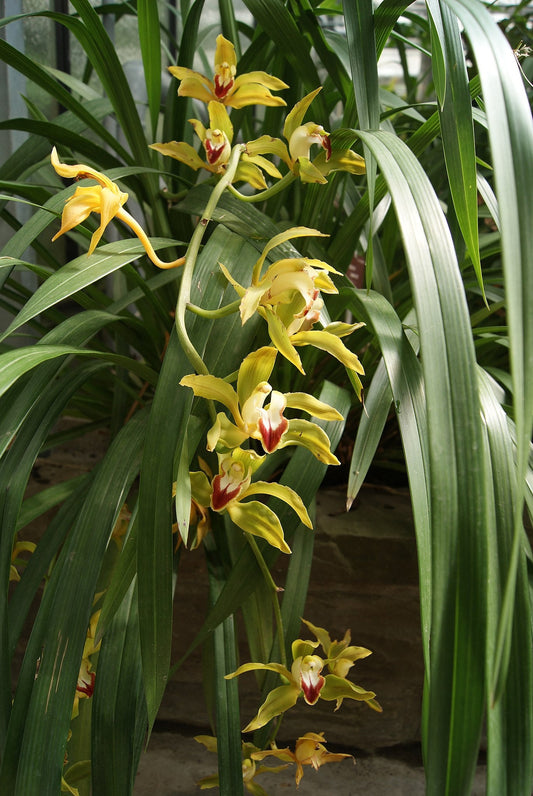 fiore dell'orchidea  Cymbidium 