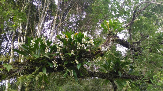 coelogyne burfordiense