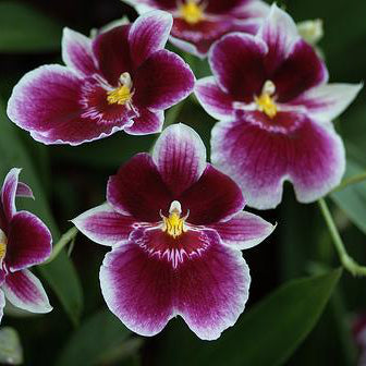 Miltonia