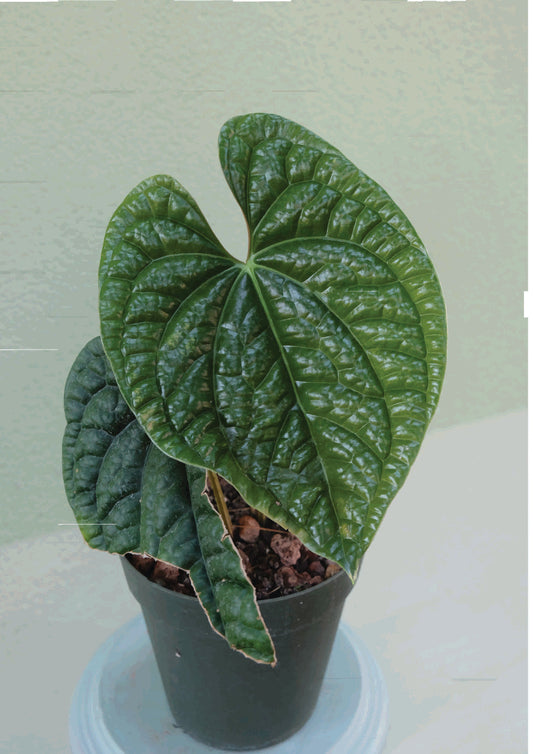 Anthurium Luxurians