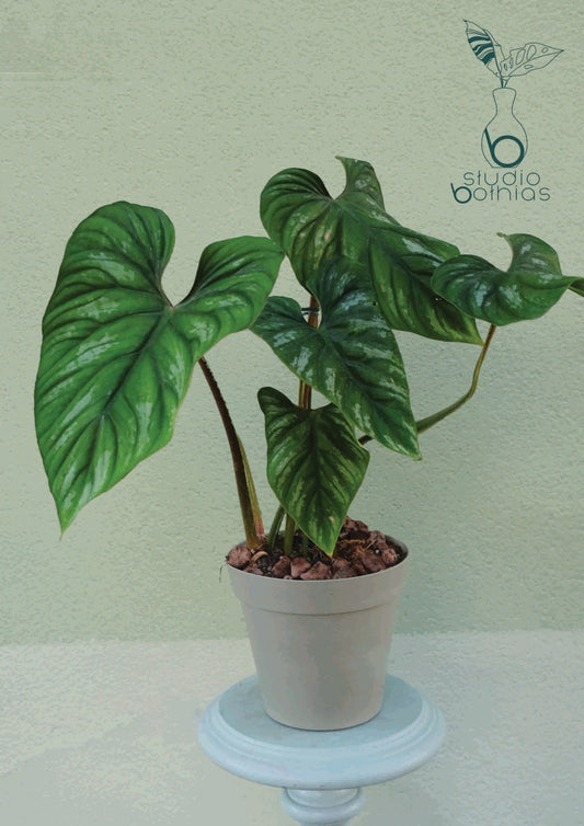 Philodendron Plowmanii