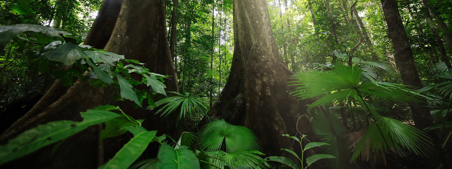 iMMAGINE DI UNA FORESTA CON UNA LUCE CHE VIENE DALL'ALTO